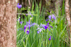Iris giganticaerulea