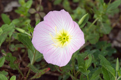 Iris giganticaerulea