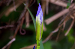 Iris virginica
