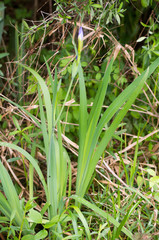 Iris virginica