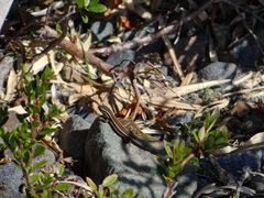 Liolaemus gracilis