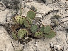 Opuntia arizonica