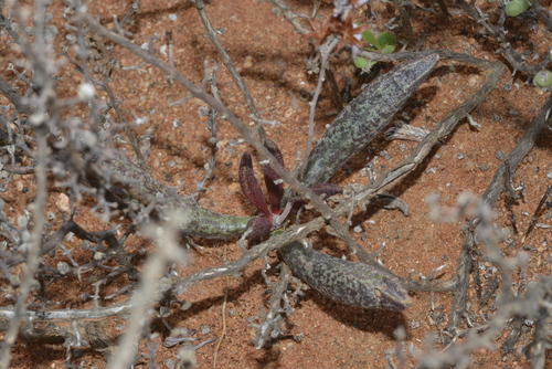 Foto de Adromischus marianiae