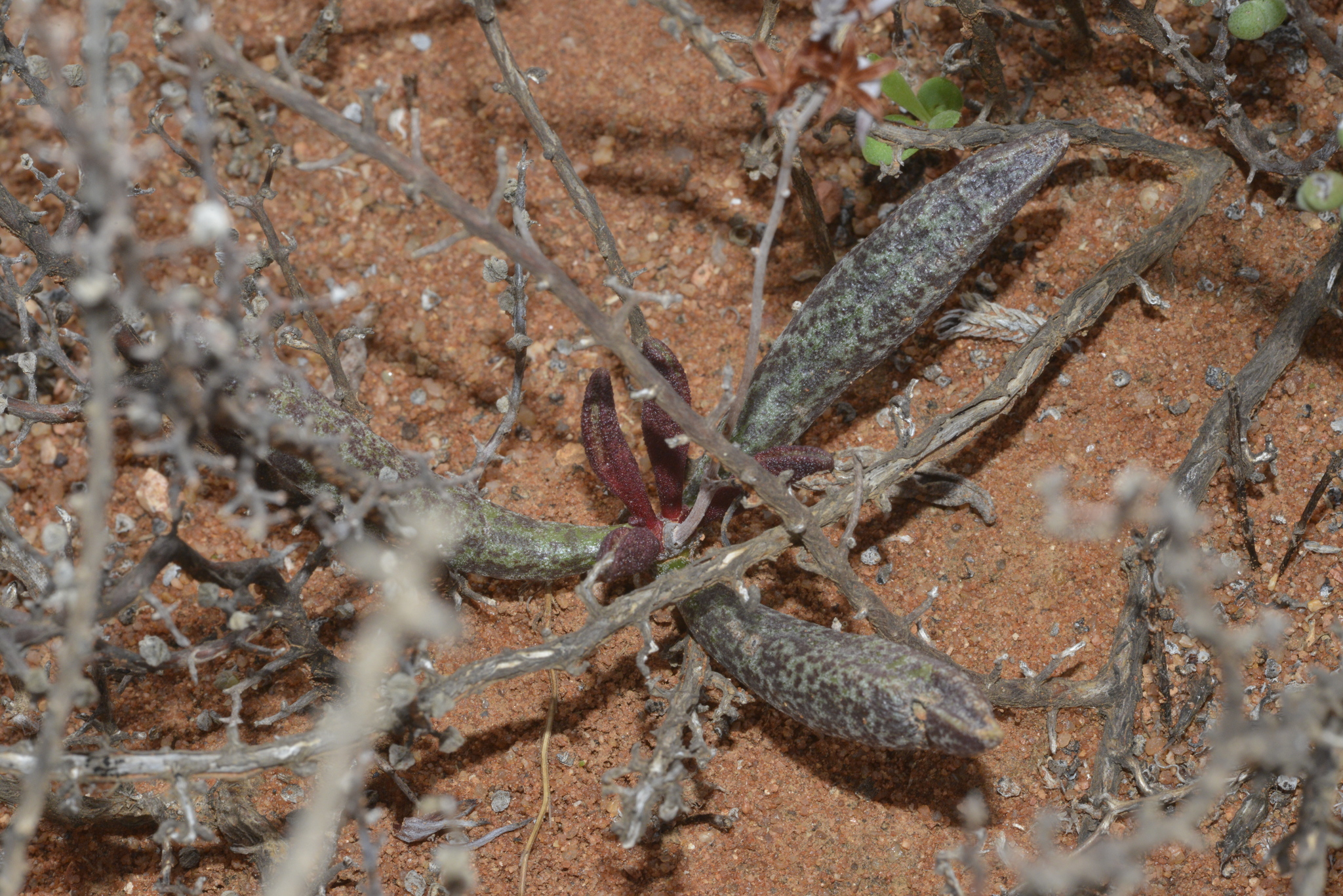 Imagem de Adromischus marianiae