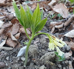 Cardamine enneaphyllos