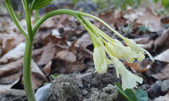Cardamine enneaphyllos