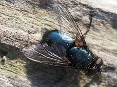 Protophormia terraenovae