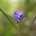 Psoralea fascicularis - Photo (c) peterswart, μερικά δικαιώματα διατηρούνται (CC BY-NC)