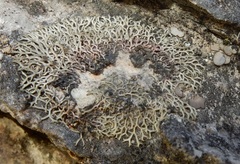 Speerschneidera euploca