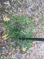 Baptisia bracteata leucophaea