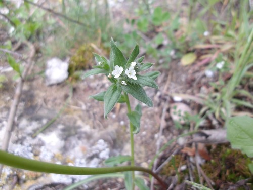 corn gromwell