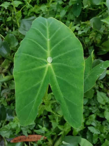 Taro