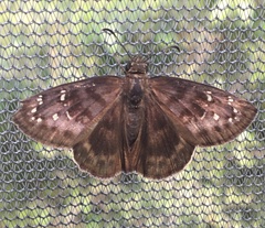 Ephyriades brunnea