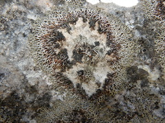 Speerschneidera euploca