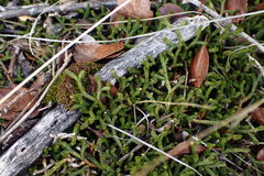 Selaginella mutica