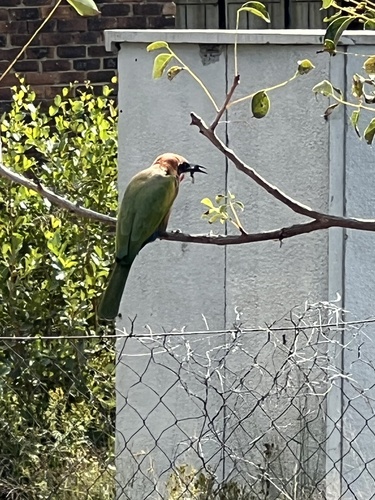 White-fronted Bee-eater