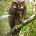 White-throated Screech-Owl - Photo (c) Bioexploradores Farallones, some rights reserved (CC BY-NC), uploaded by Bioexploradores Farallones