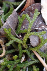 Selaginella mutica