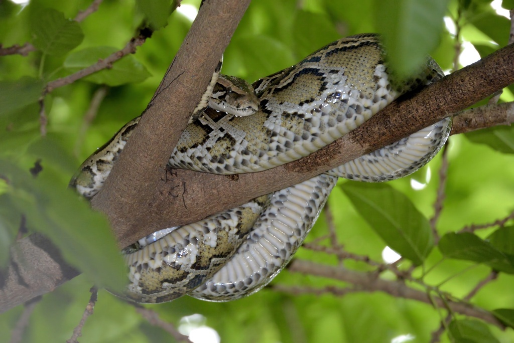 Burmese Python in April 2026 by o-o2002 · iNaturalist