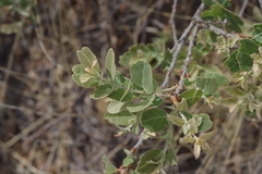Quercus mohriana, photograph (c) Michelle W. （鍾偉瑋）, some rights reserved (CC BY)