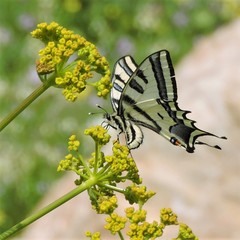 Papilio alexanor