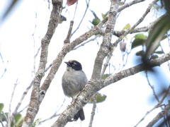 Pseudospingus verticalis