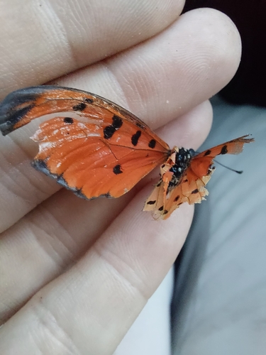 Tawny Coster