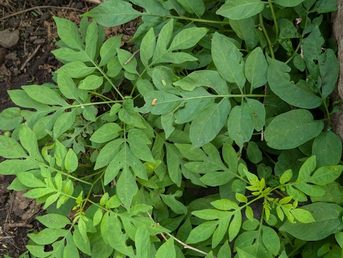 Solanum seaforthianum observed 2026-04-16