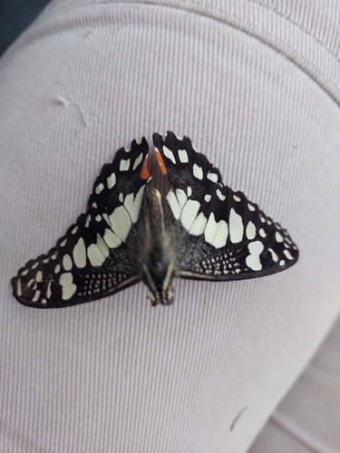 Lime Swallowtail
