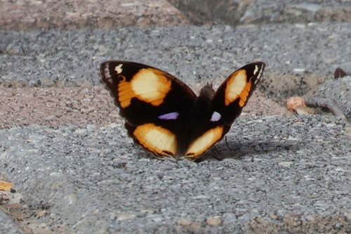 Junonia hierta
