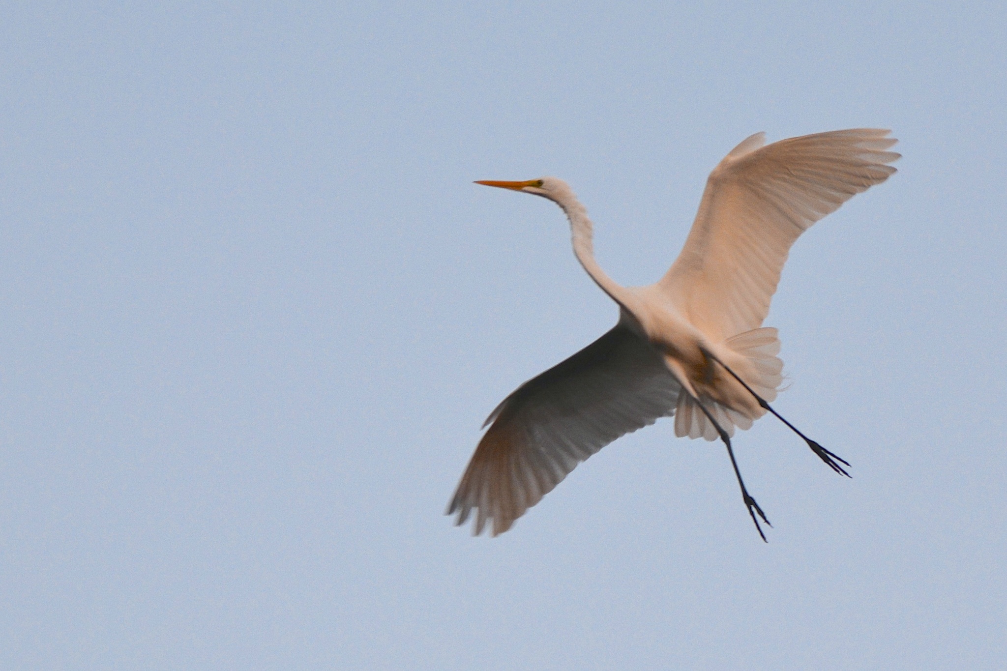Great Egret