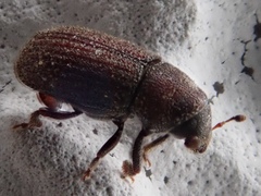 Hylurgops palliatus