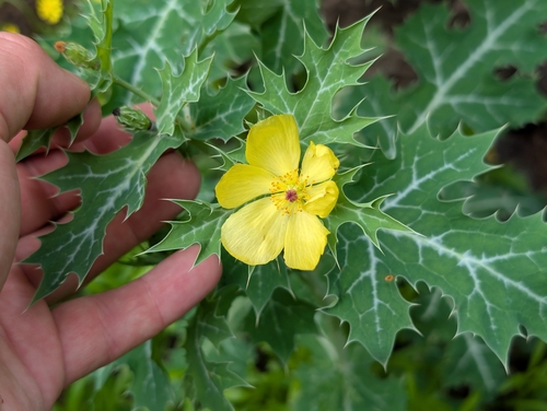 Argemone mexicana observed 2026-04-16