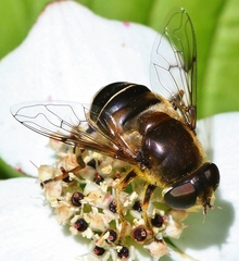 Eristalis obscura
