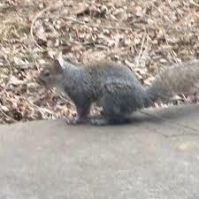 Sciurus carolinensis