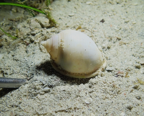 Semicassis persimilis observed 2026-04-15