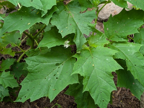 Datura stramonium observed 2026-04-16