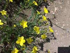 Linum mucronatum