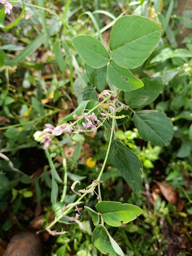 Greenleaf Ticktrefoil
