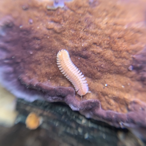 Feather Millipede photo 3