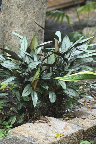 Ctenanthe oppenheimiana