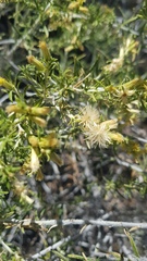 Brickellia scoparia