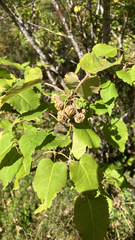 Hoheria glabrata, photograph (c) Nicholas Allen, some rights reserved (CC BY)