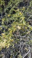 Brickellia scoparia