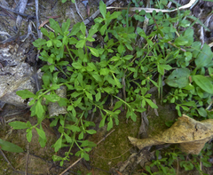 Centipeda minima minima