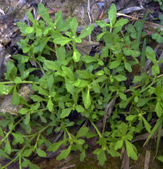 Centipeda minima minima