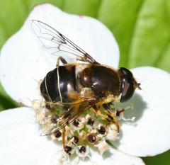 Eristalis obscura