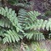 Silver Fern - Photo (c) John B, some rights reserved (CC BY-NC), uploaded by John B