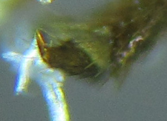 Strongylogaster macula