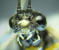 Strongylogaster macula